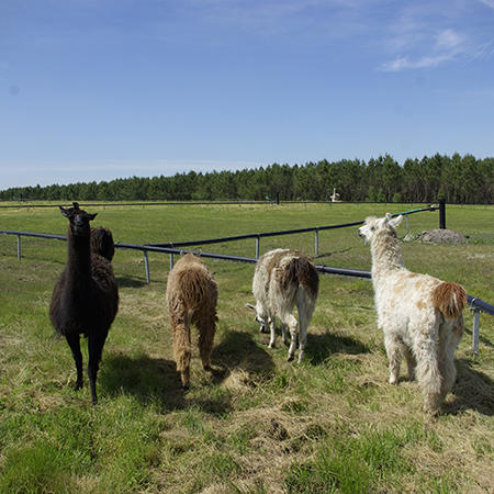 Les lamas de Lapouyade